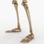 dugm01 human circulatory skeleton 3d model