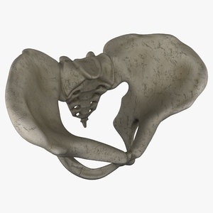 pelvis bone 3ds