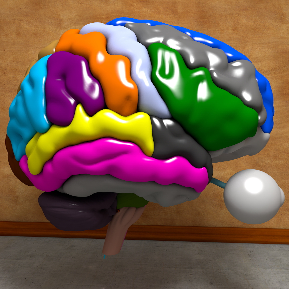 3d anatomical human skull brain