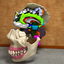 3d anatomical human skull brain