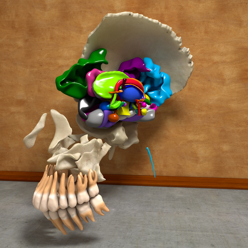 3d anatomical human skull brain