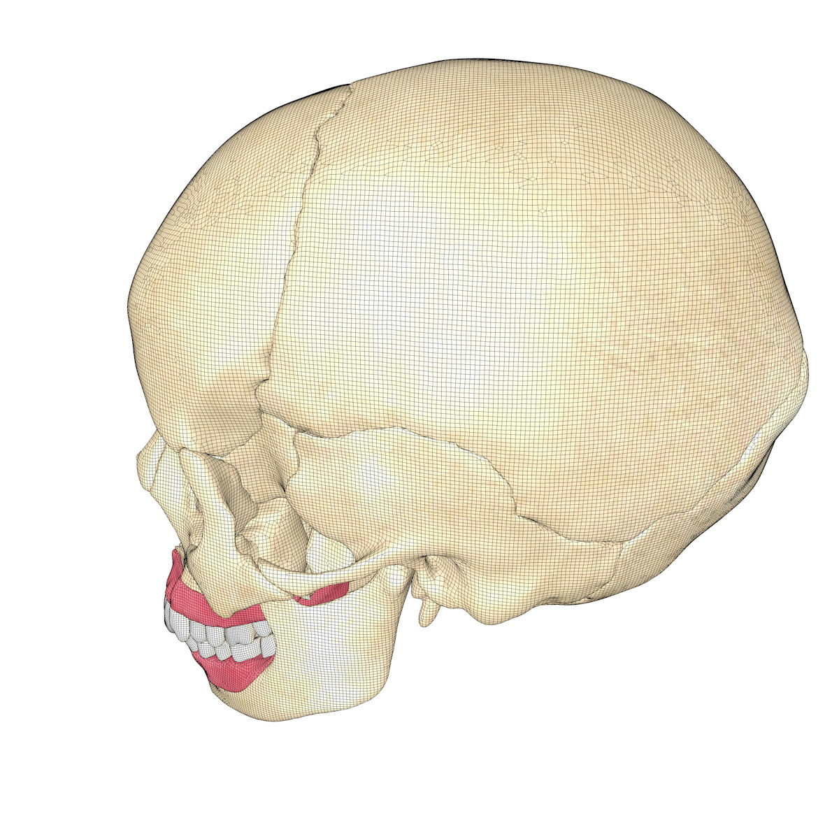 3d anatomical human skull brain