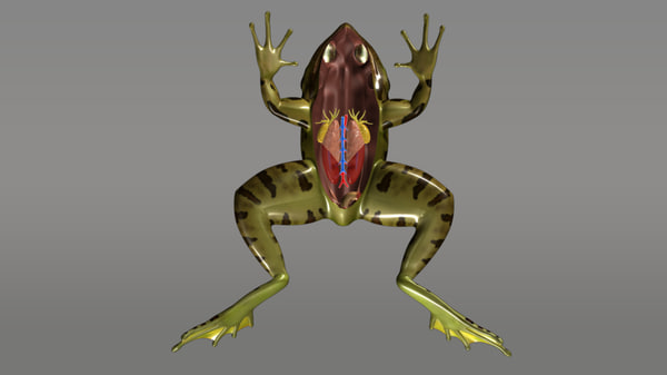 カエルの生殖器系 男性 3dモデル Turbosquid