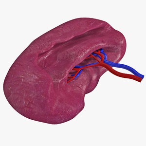 3d model of human spleen