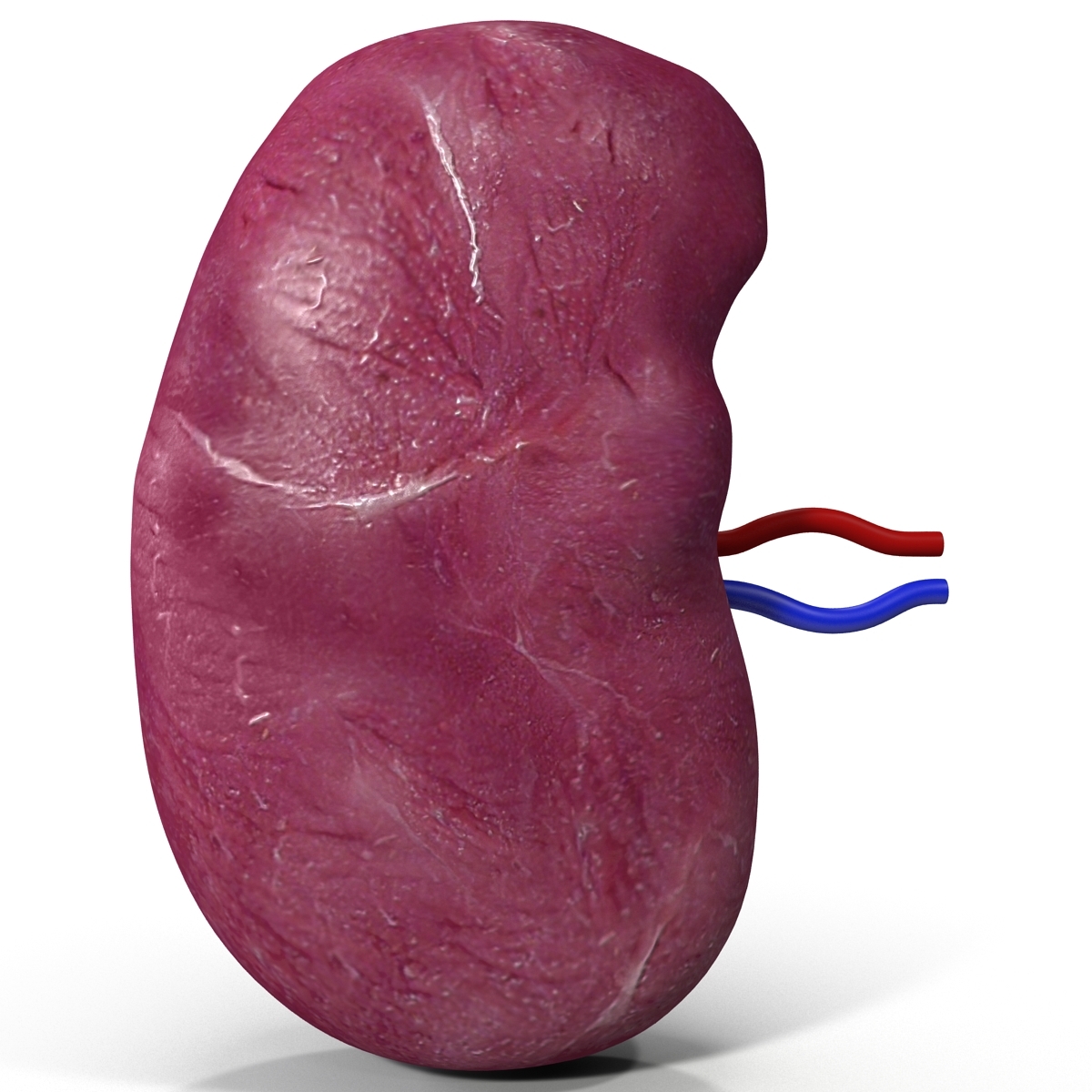 3d model of human spleen