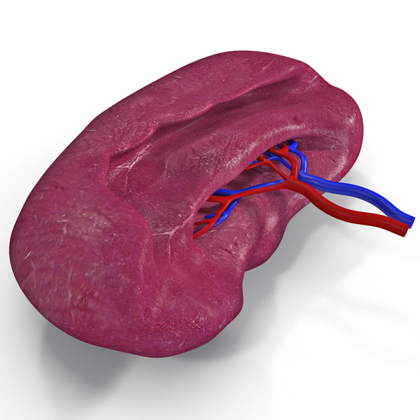 3d model of human spleen