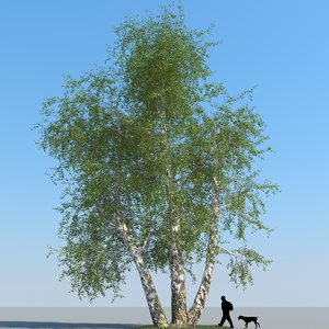 obj realistic birch tree