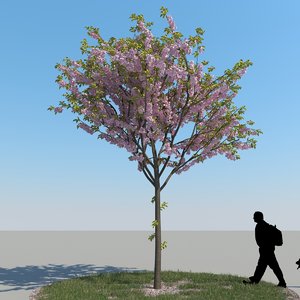 3d realistic cherry tree