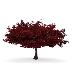 3d red maple acer