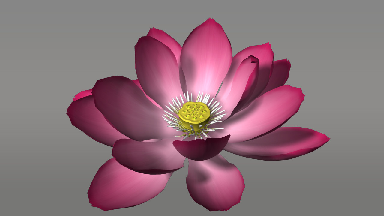 nelumbo plants flowers  3d  model 