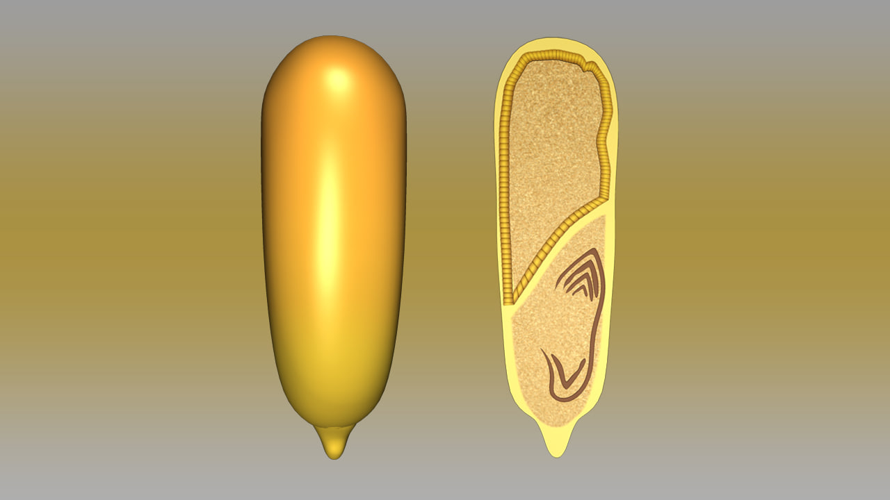 3d model monocotyledonous seed