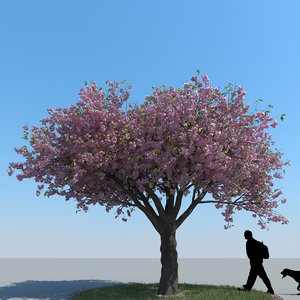 3d model realistic cherry tree