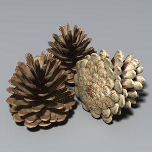 cone conifer seeds max