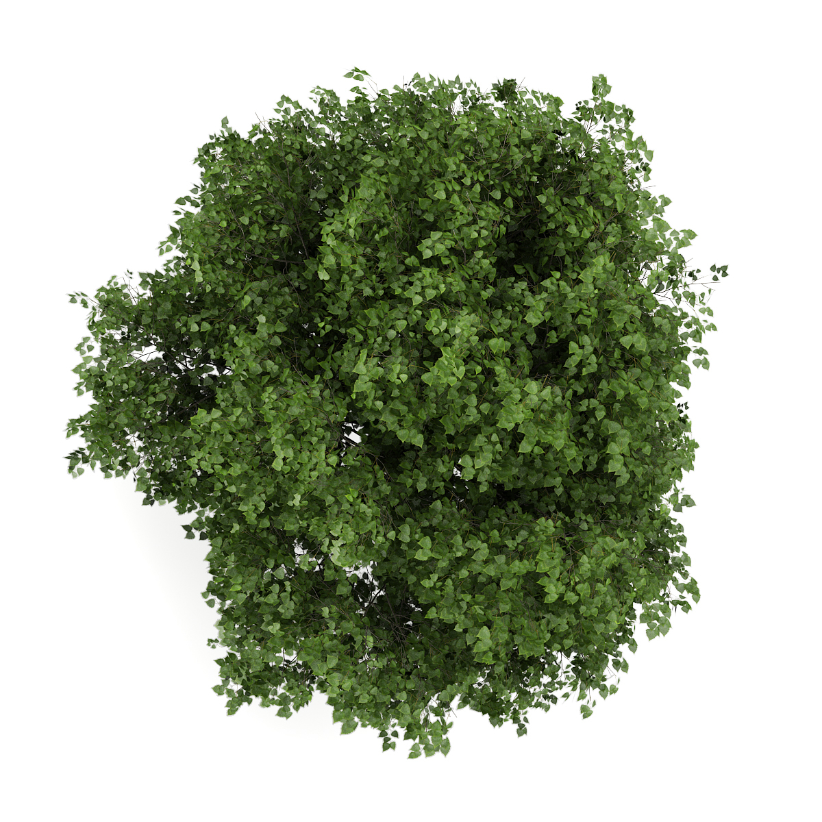 small leaved lime 3d model