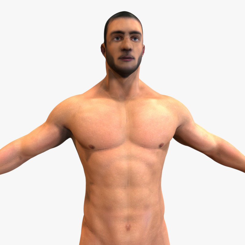 3d Model Male Modeled Anatomy 8046