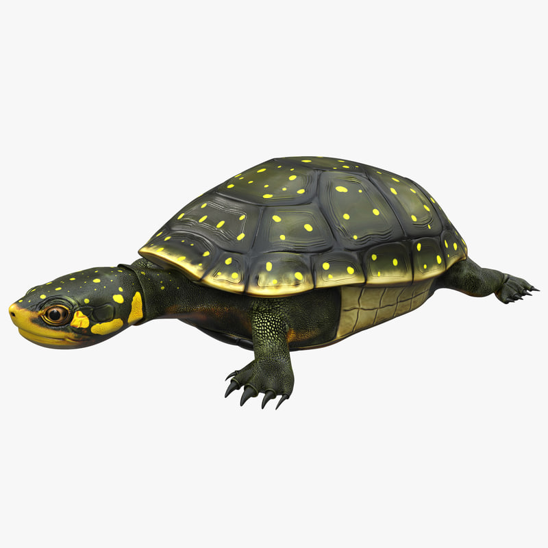 spotted turtle webkinz