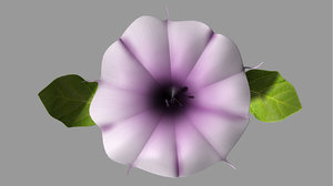 datura flowering 3d model