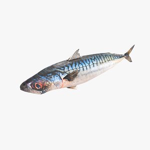 3d mackerel fish model