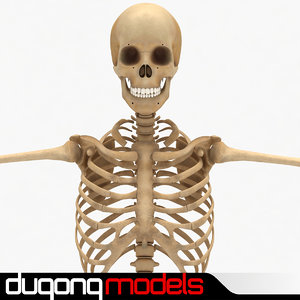 dugm01 human skeleton 3d 3ds