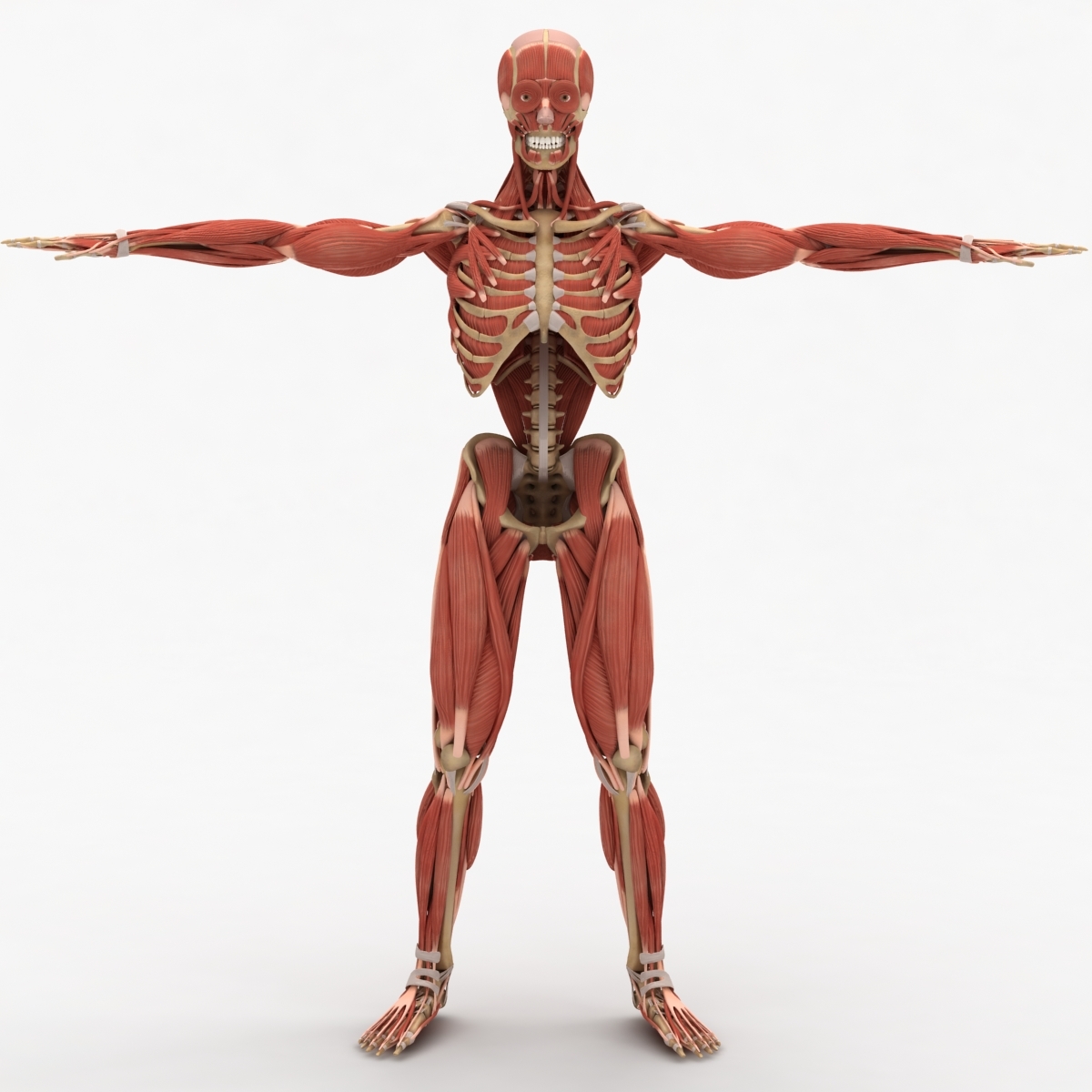 dugm01 human muscular skeleton 3d model