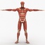 dugm01 human muscular skeleton 3d model