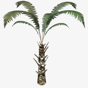 3d model of tree fern