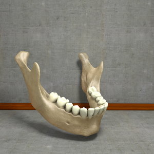 3ds max human jawbones teeth gums
