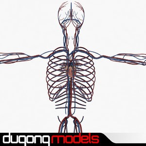 3d model of dugm01 human circulatory