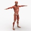 dugm01 human muscular skeleton 3d model