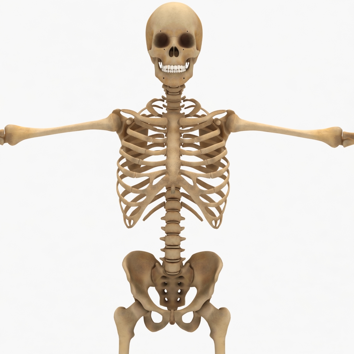 dugm01 human muscular skeleton 3d model