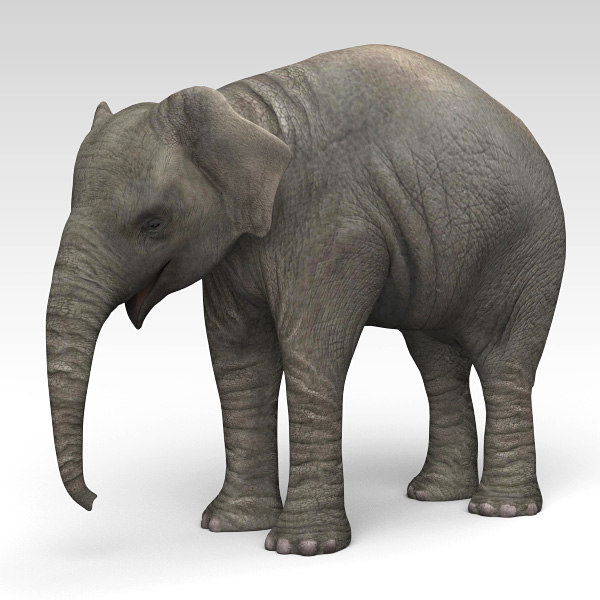 sketchup 3d elephant model 3d elephant model