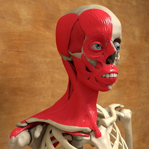 3ds max human face neck muscles