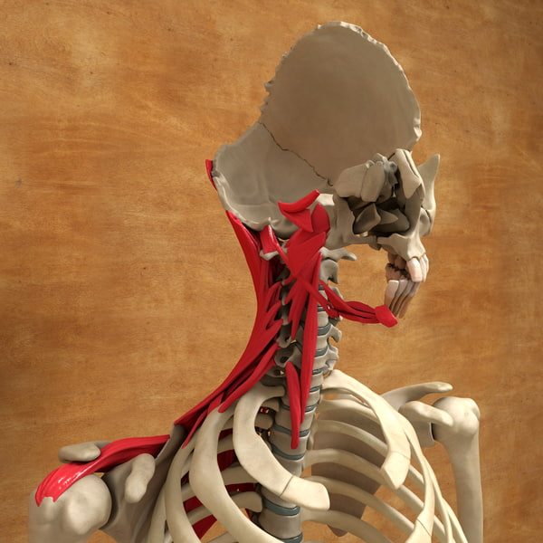 3ds max human face neck muscles