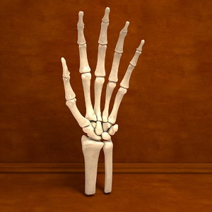 3d model human hand