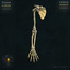 3d model human upper appendicular skeleton bones