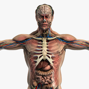 rigged complete male anatomy 3d model