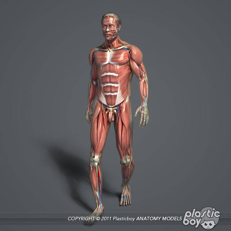 3d total anatomy figure