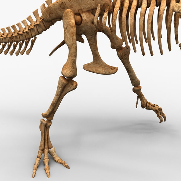 c4d dinosaur t-rex bones 2