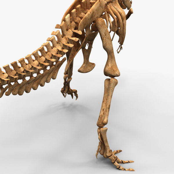 dinosaur bones t rex