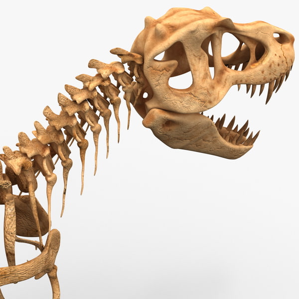 dinosaur bones t rex