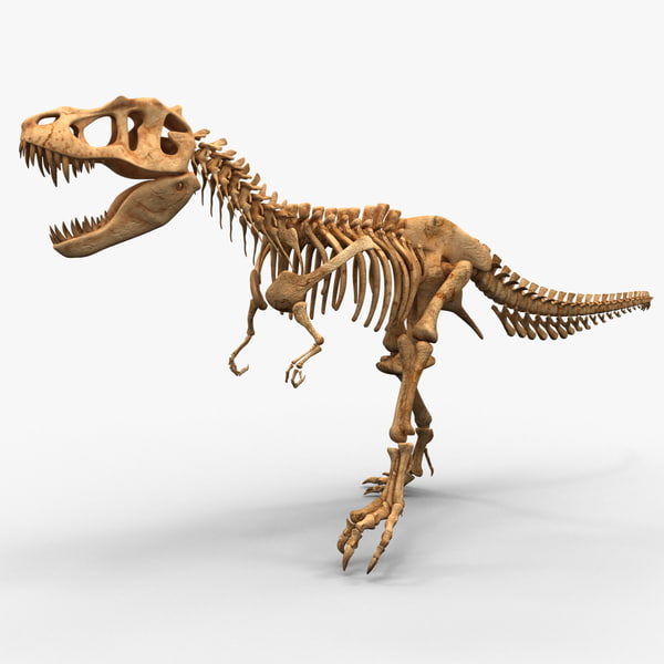 dinosaur bones t rex