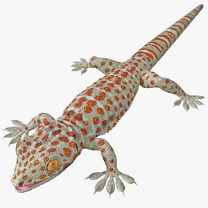gecko reptiles lizards 3d model