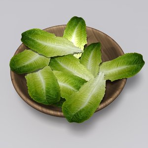 realistic lettuce leaf 3d max