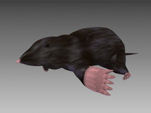 3d mole animation digging