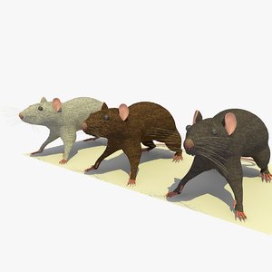 3d model of 3 rats animations