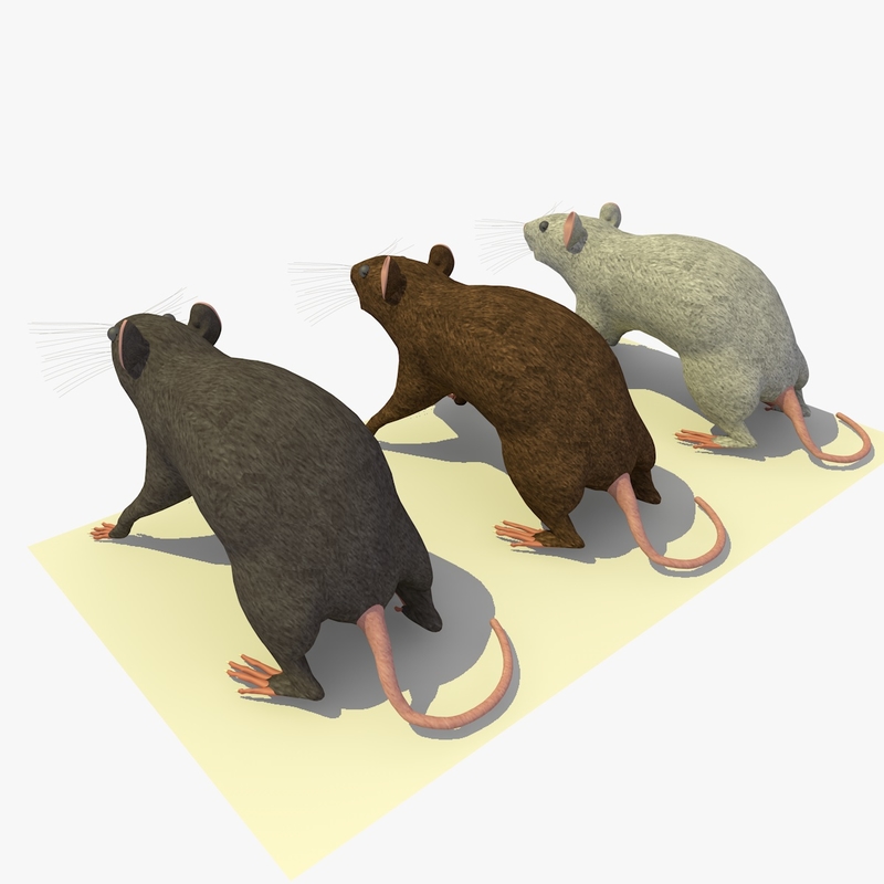 3d model of 3 rats animations
