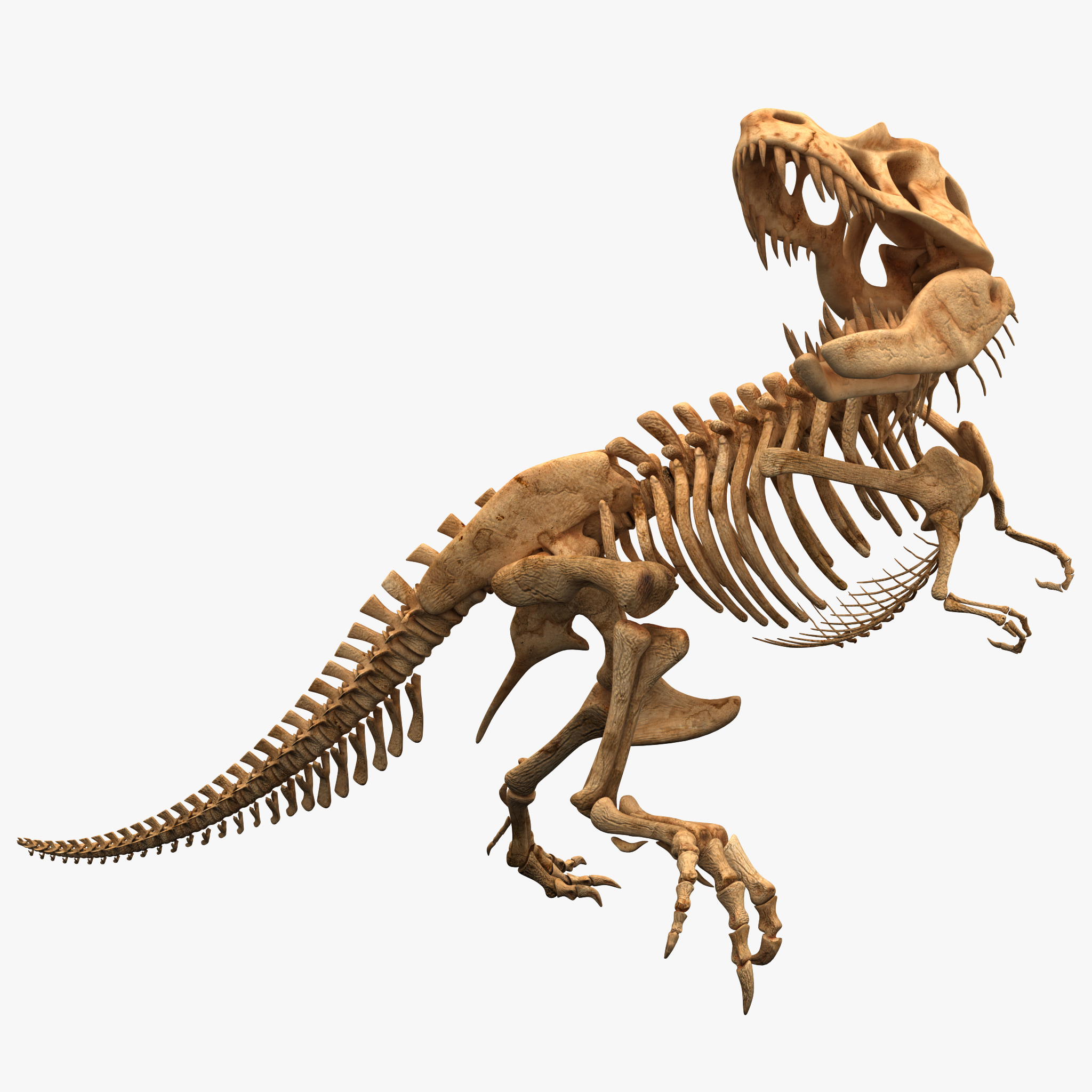 big dinosaur skeleton