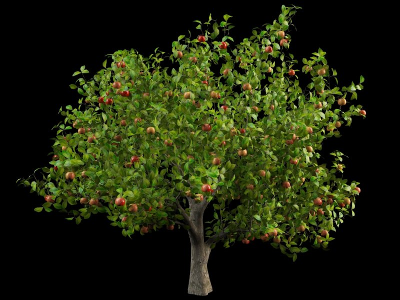 3d apple tree