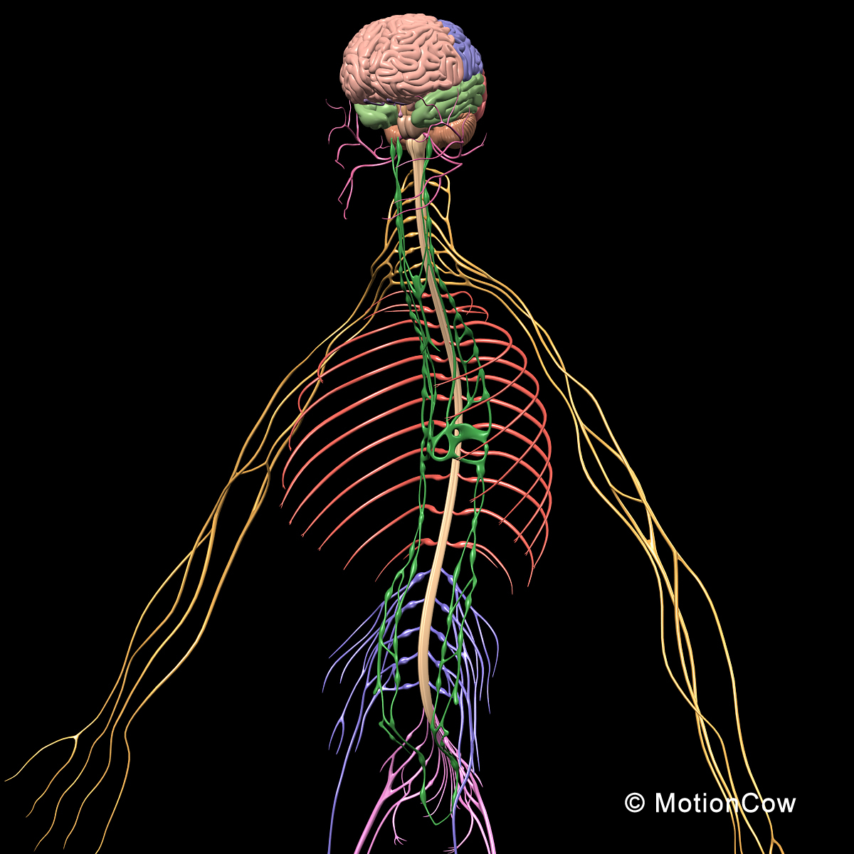 3d human skeletal nervous systems