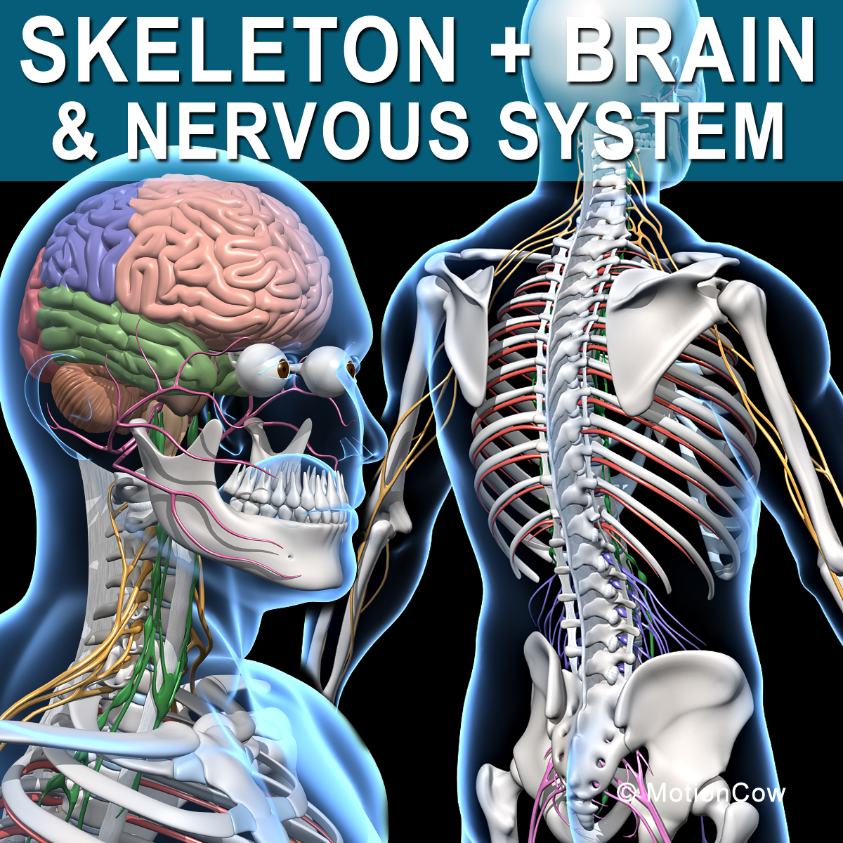 3d Model Human Nervous System - Aflam-Neeeak